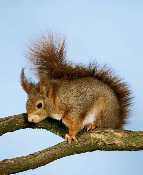 Rotes Eichhörnchen Sciurus Vulgaris Männchen Auf Ast Stehend — Stockfoto