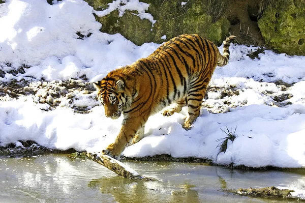 Tigre Sibérie Panthera Tigris Altaica Debout Sur Neige Entrant Dans — Photo