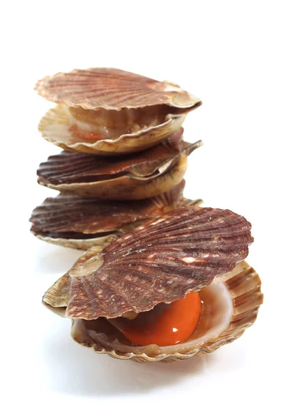 Färska Scallops Pecten Maximus Mot Vit Bakgrund — Stockfoto