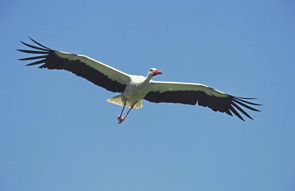 White Stork Ciconia Ciconia Flight — Stock Photo, Image