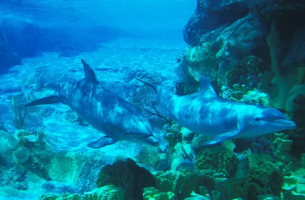 Bottlenose Dolphin Tursiops Truncatus — Stock fotografie