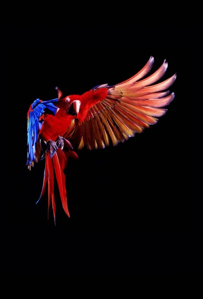 Scarlet Macaw Ara Macao Dospělý Letu — Stock fotografie