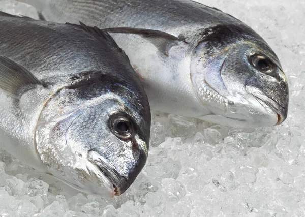 氷の上で焼いた生クリーム スパラス オーロラ 新鮮な魚 — ストック写真