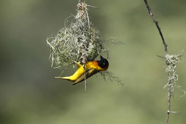 Speke Weaver Ploceus Spekei Male Working Nest Bogoria Park Kenya — Stock Photo, Image