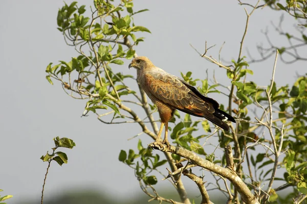 Savanna Hawk Buteogallus Meridionalis Adulto Pie Branch Los Lianos Venezuela — Foto de Stock