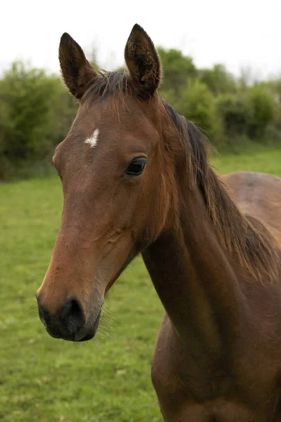 Akhal Teke Paardenras Uit Turkmenistan Portret Van Mare — Stockfoto