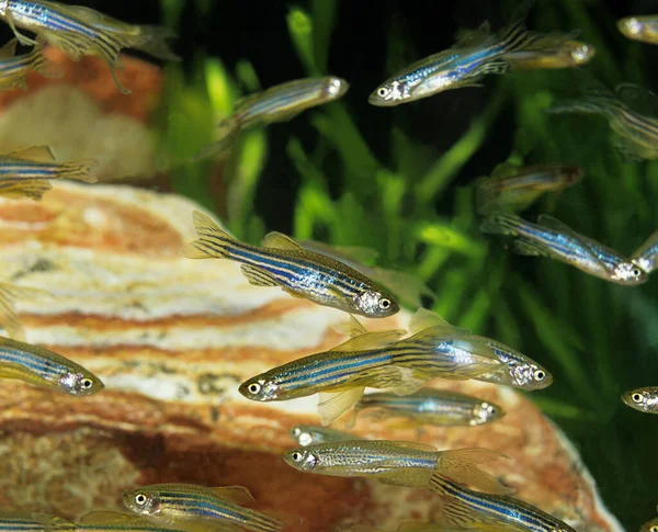 지느러미 줄무늬 얼룩말 물고기 Brachydanio Rerio — 스톡 사진