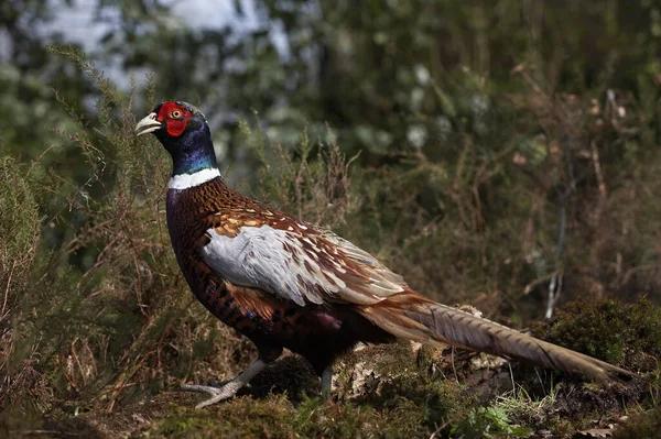 Common Pheasant Phasianus Colchicus Male Normandy — Stock Photo, Image