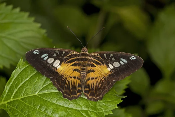 Кліппер Метелик Партезосильвія — стокове фото