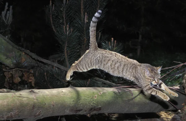 European Wildcat Felis Silvestris Salto Para Adultos — Fotografia de Stock