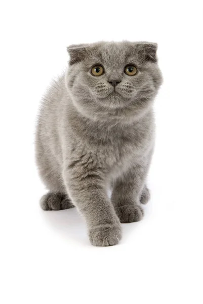 Μπλε Scottish Fold Εγχώρια Γάτα Μηνών Παλιά Γατάκι Στέκεται Ενάντια — Φωτογραφία Αρχείου