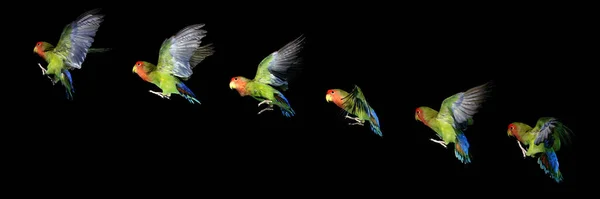 Fischer Lovebird Agapornis Fischeri Letu Movement Sequence — Stock fotografie