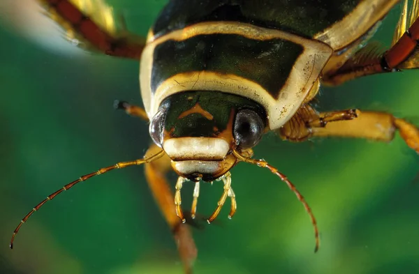 Great Diving Beetle Dytiscus Marginalis Lagoa Normandia — Fotografia de Stock