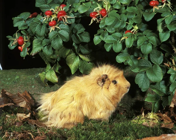 Świnka Morska Cavia Porcellus — Zdjęcie stockowe