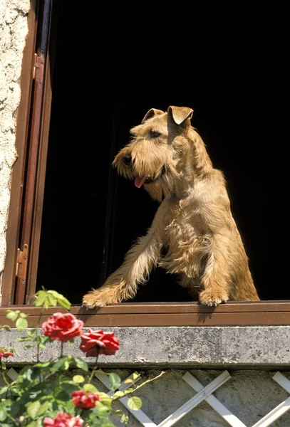 Penceredeki Rlanda Teriyer Köpeği — Stok fotoğraf