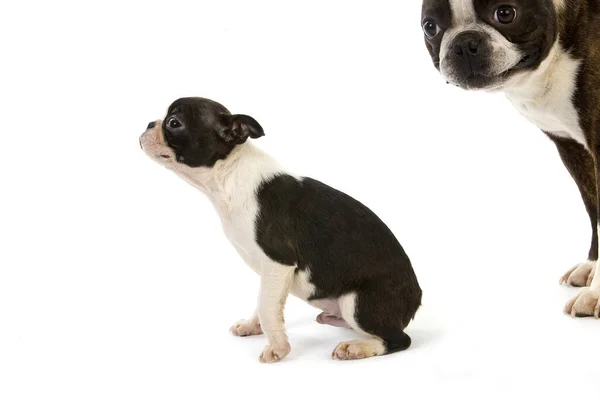Boston Terrier Dog Μητέρα Και Κουτάβι Σχέση Λευκό Φόντο — Φωτογραφία Αρχείου