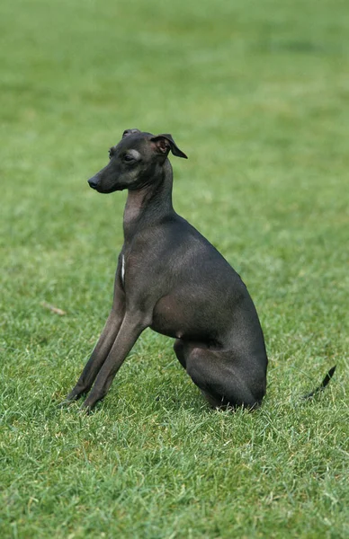 Chien Greyhound Italien Assis Sur Pelouse — Photo