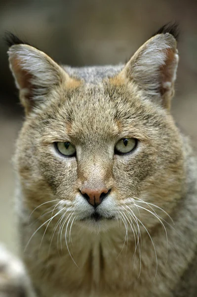 Jungle Cat Felis Chaus Portrait Des Männchens — Stockfoto