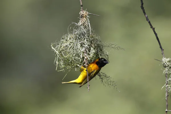 Speke Weaver Ploceus Spekei Male Working Nest Bogoria Park Kenya — Stock Photo, Image