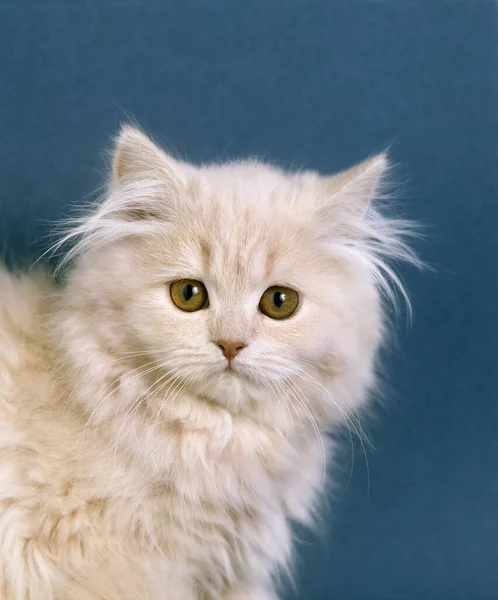 Gato Doméstico Persa Creme Retrato Gatinho — Fotografia de Stock