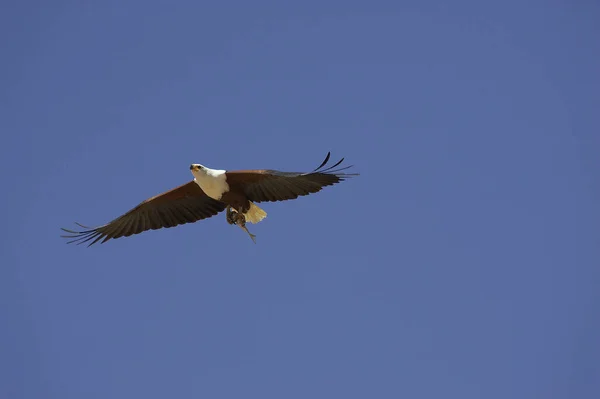 African Fish Eagle Haliaeetus Vocifer Πτήσει Ψαρεύοντας Στη Λίμνη Baringo — Φωτογραφία Αρχείου