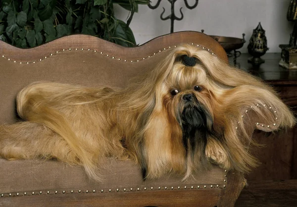 Shi Tzu Dog Dorosły Długimi Włosami Spoczywa Kanapie — Zdjęcie stockowe