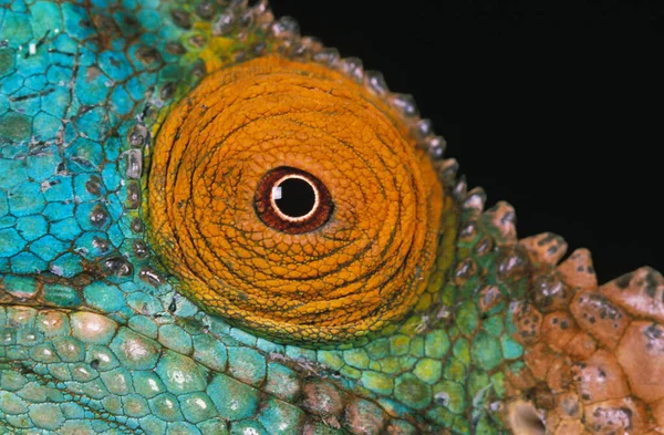 Parson Chameleon Chamaeleo Parsonii Close Eye Black Background — стокове фото