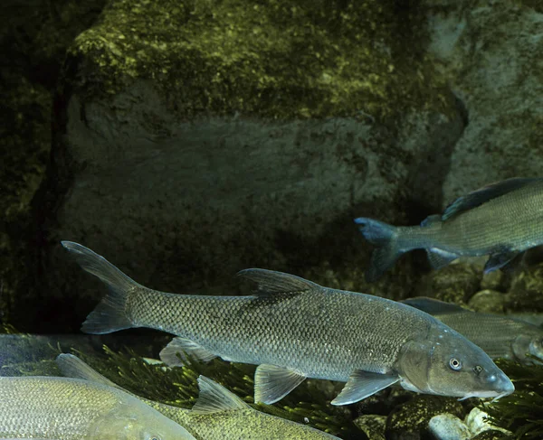 Barbel Barbus Barbus Natural Background — стоковое фото