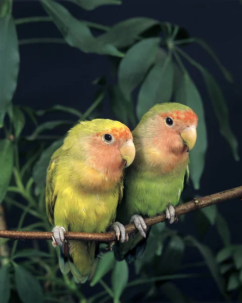 Rosy Faced Lovebird Agapornis Roseicollis Adults Standing Branch — Stock Photo, Image