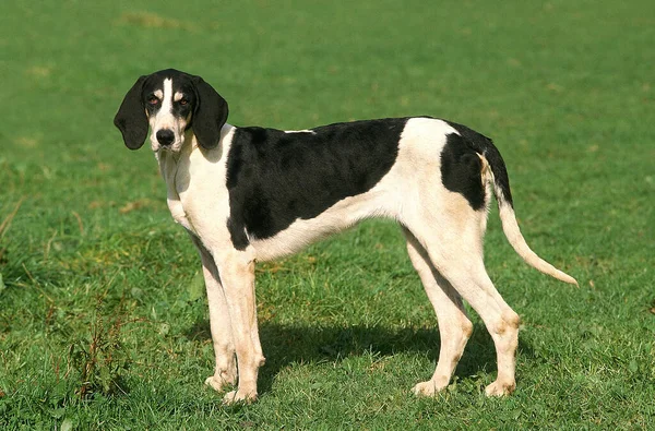 Büyük Anglo Fransız Beyaz Siyah Tazı Otların Üzerinde Duran Köpek — Stok fotoğraf
