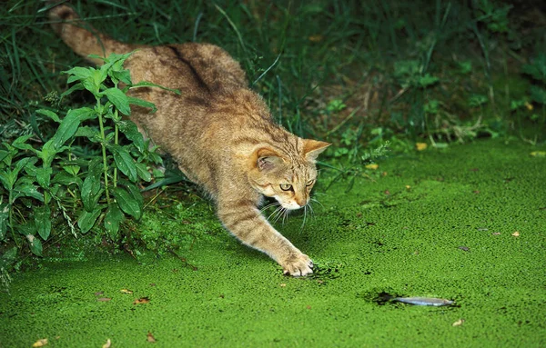 欧洲野猫 在沼泽地捕猎的长毛猫 — 图库照片