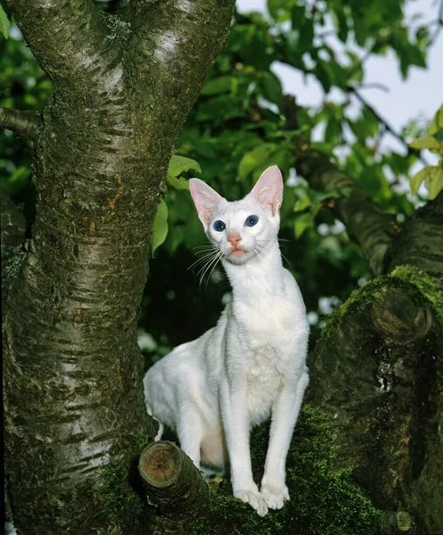 ツリー内に立つ外国人白猫 — ストック写真