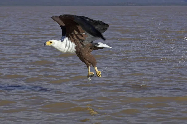 Afrikaanse Visarend Haliaeetus Vocifer Volwassene Vlucht Vissen Bij Baringo Lake — Stockfoto