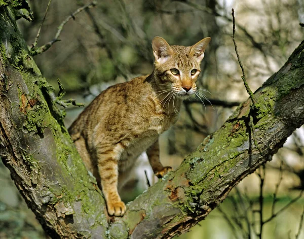 Chocolate Spotted Tabby Oriental Domestic Cat Standing Tree — Stock Photo, Image