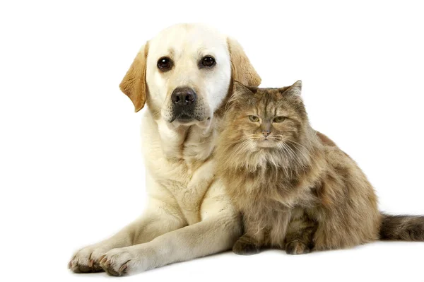 Sarı Retriever Labrador Kadın Kaplumbağa Kabuğu Pers Kedisi Beyaz Arkaplana — Stok fotoğraf