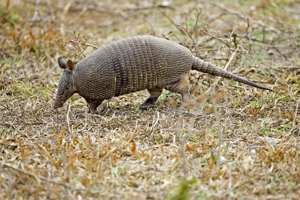 Nine Banded Armadillo Dasypus Novemcinctus Взрослый Пампе Лос Лианос Венесуэле — стоковое фото