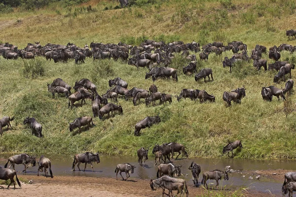 Blue Wildebeest Connochaetes Taurinus Herd Crossing River Migration Masai Mara — Stock Photo, Image