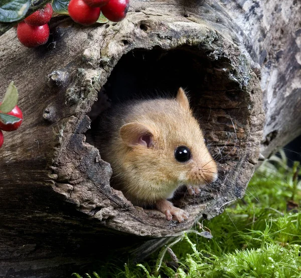 Common Dormouse Muscardinus Avellanarius Standing Nest Normandía — Foto de Stock