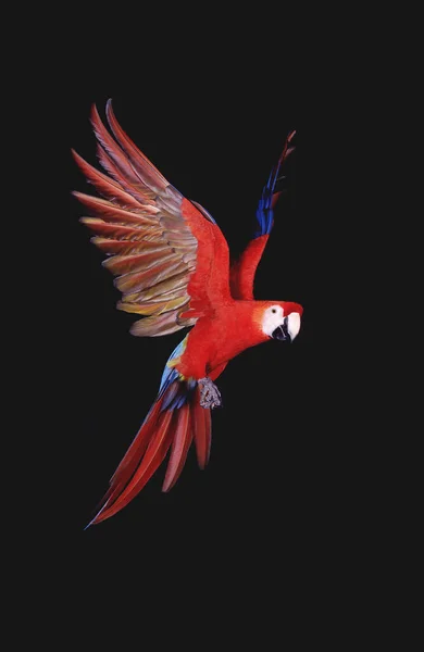 Röd Och Grön Macaw Ara Chloroptera Vuxen Flygning — Stockfoto