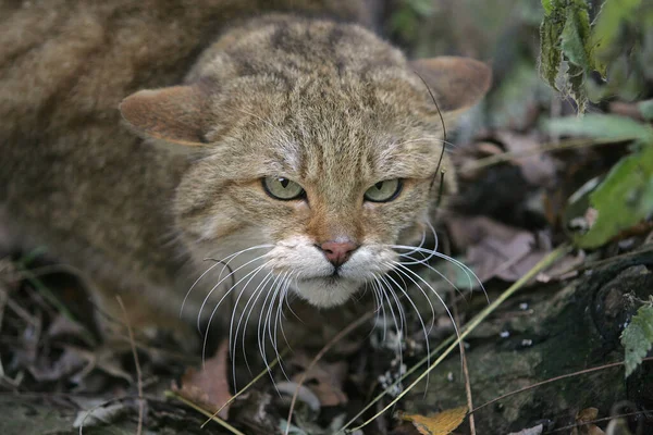 Europäische Wildkatze Felis Silvestris Porträt Eines Erwachsenen — Stockfoto