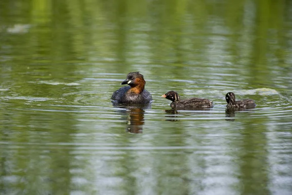 Little Grebe Tachybaptus Ruficollis Adult Chicks Standing Pond Normandy — Stock Photo, Image