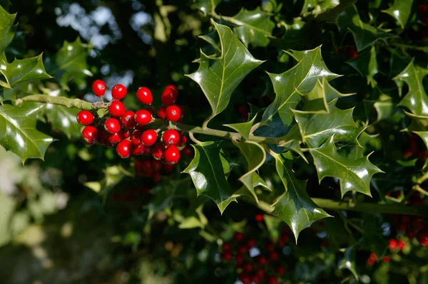 Houx Européenne Ilex Aquifolium Aux Baies Rouges Hiver Normandie — Photo