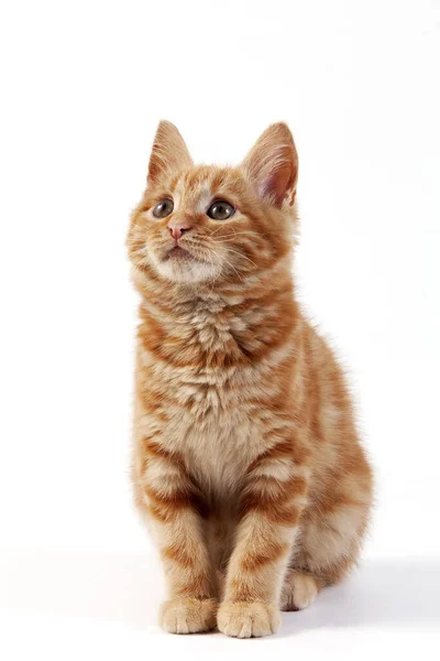 Red Tabby Gato Doméstico Gatito Sentado Contra Fondo Blanco — Foto de Stock