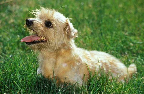 Norfolk Terrier Dog Sentado Grama — Fotografia de Stock