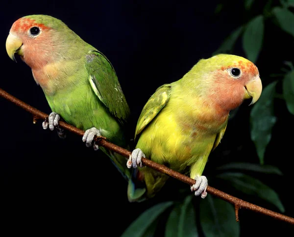 Rosy Faced Lovebird Agapornis Roseicollis Ενήλικες Που Στέκονται Στο Υποκατάστημα — Φωτογραφία Αρχείου