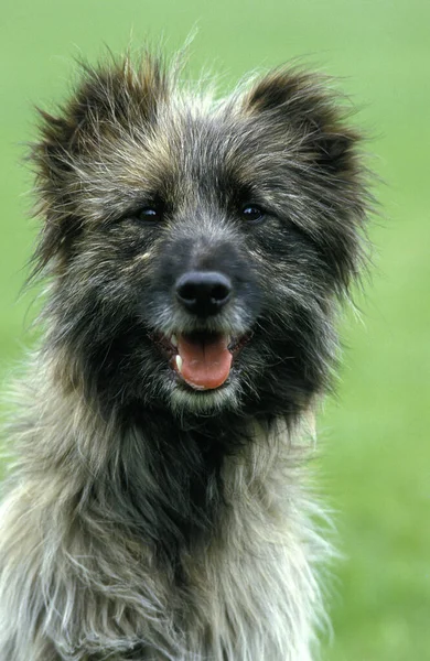 ピレネーシェパードまたはピレネーシープドッグ 犬の肖像画 — ストック写真
