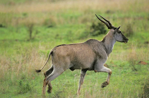 Cape Eland Taurotragus Oryx Männlich Masai Mara Park Kenia — Stockfoto