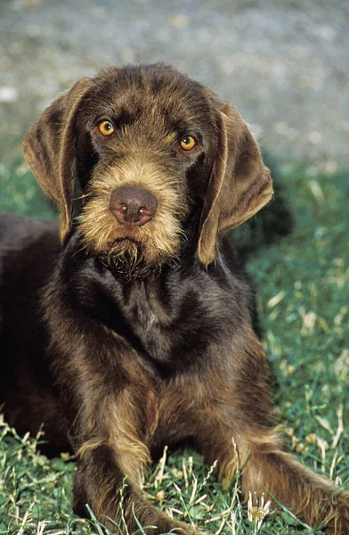 Pudel Pointer Perro Fondo Natural —  Fotos de Stock