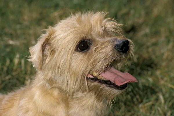 ノーフォーク テリア犬が草の上に立つ — ストック写真