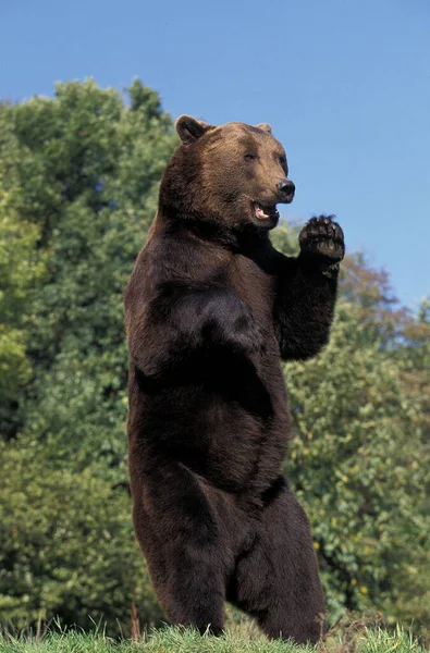 Καφέ Αρκούδα Ursus Arctos Στέκεται Στα Πόδια Του — Φωτογραφία Αρχείου